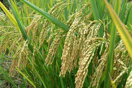 Double cropping of rice